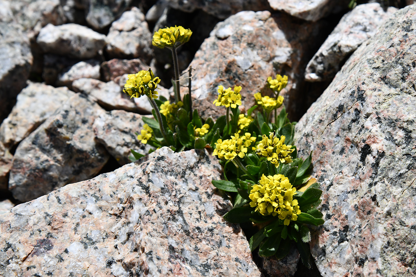 Изображение особи Draba oreades.