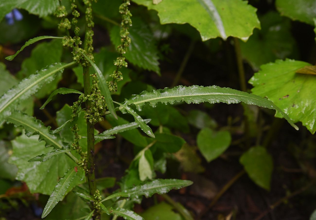 Image of genus Rumex specimen.
