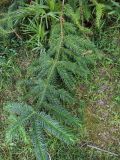 Cunninghamia konishii