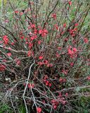 View full-size image Chaenomeles × superba