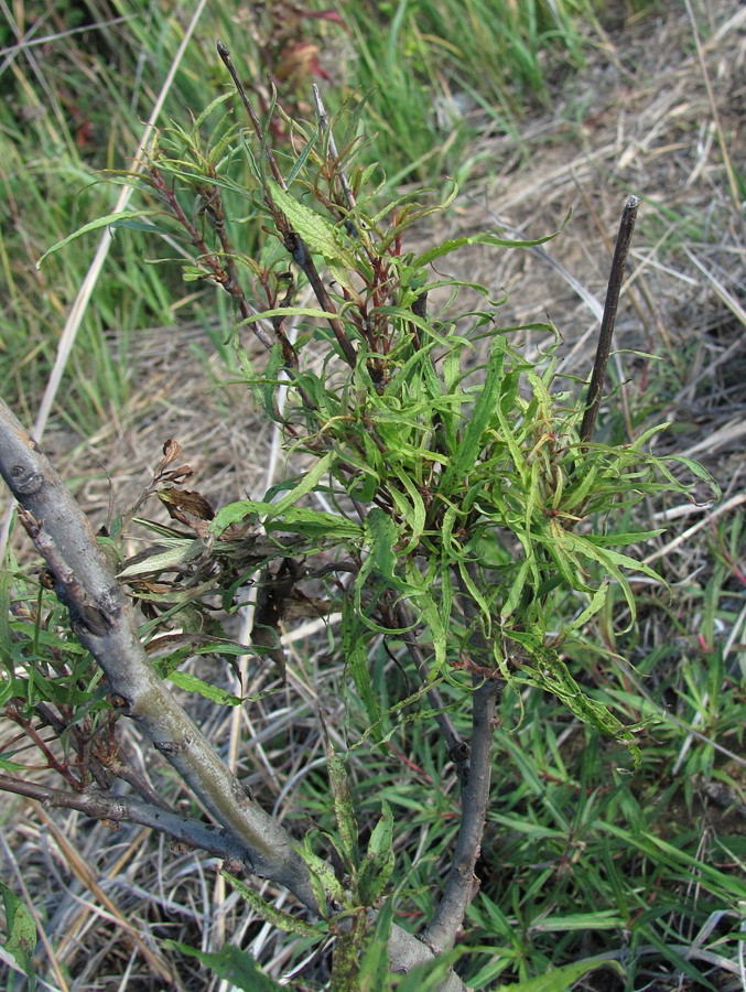 Image of Populus tremula specimen.