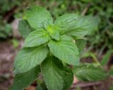 View full-size image Mentha aquatica
