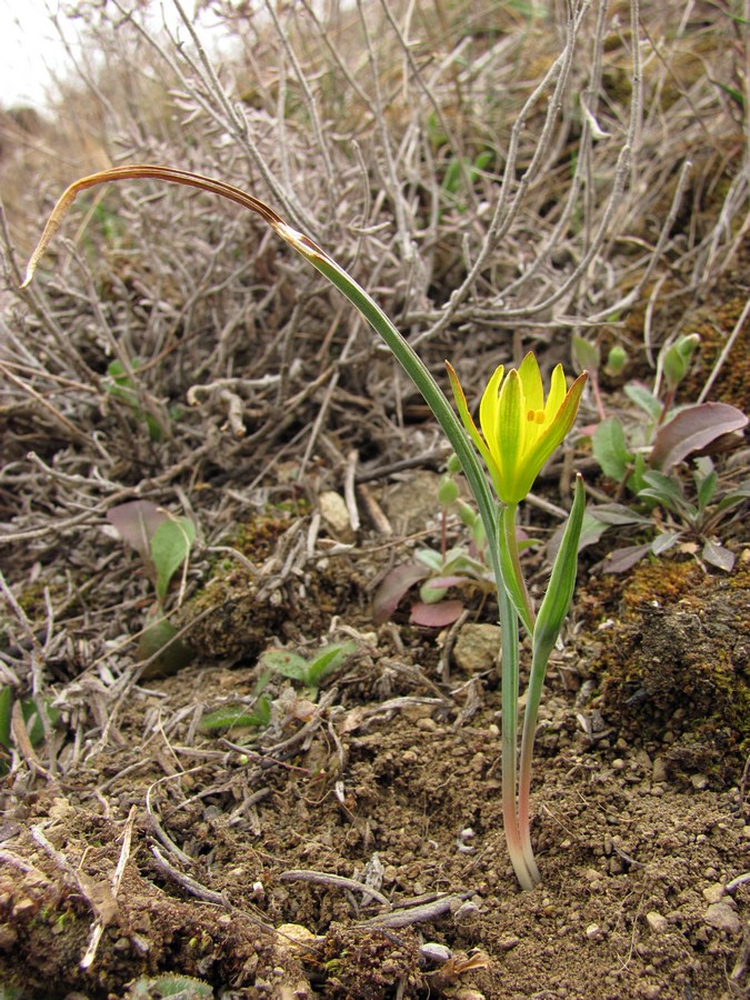 Image of Gagea artemczukii specimen.