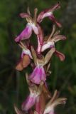 View full-size image Anacamptis collina subspecies fedtschenkoi