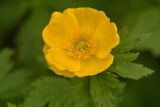 View full-size image Trollius riederianus