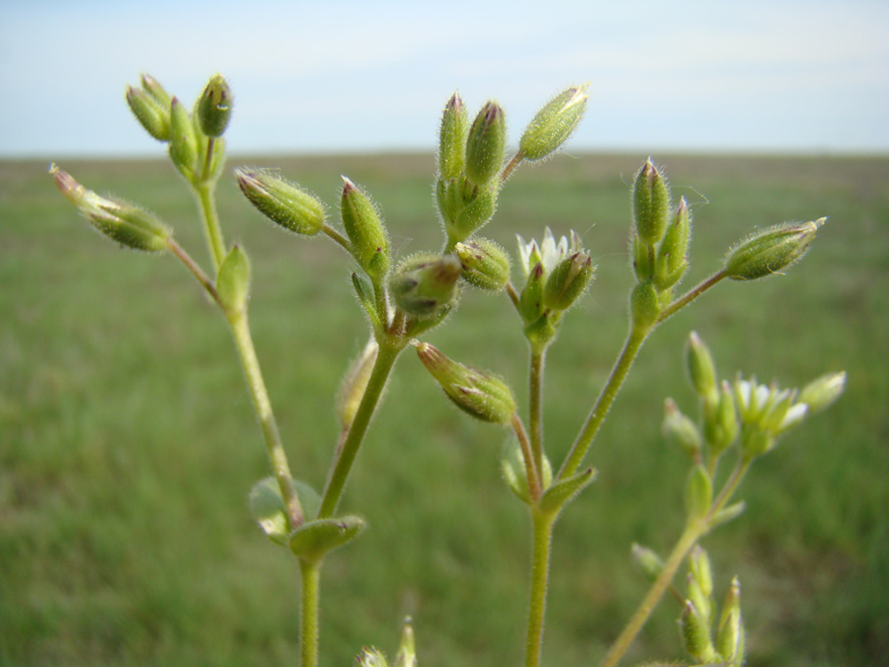 Image of Cerastium syvaschicum specimen.