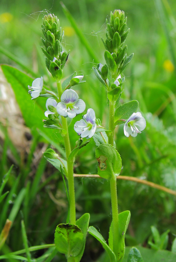 Image of Veronica serpyllifolia specimen.