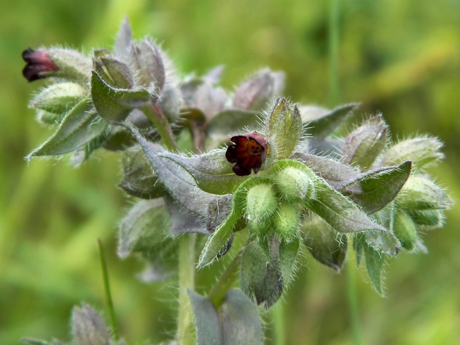 Image of Nonea rossica specimen.