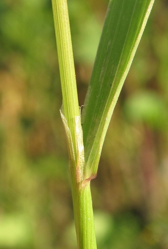 Image of genus Agrostis specimen.