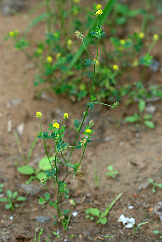 Image of Medicago lupulina specimen.