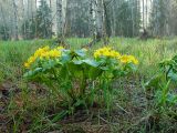 Caltha palustris