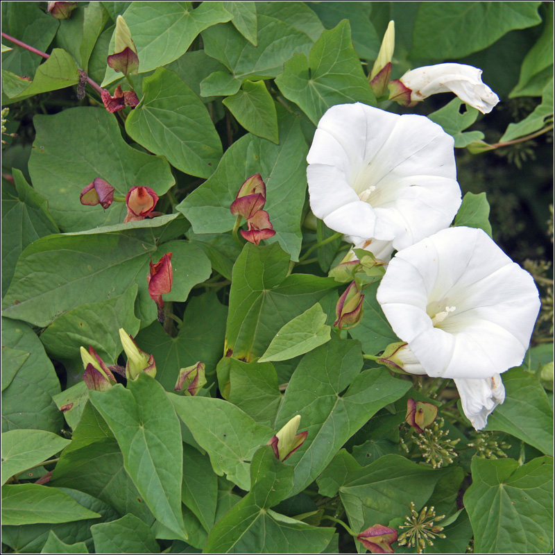 Изображение особи Calystegia sepium.