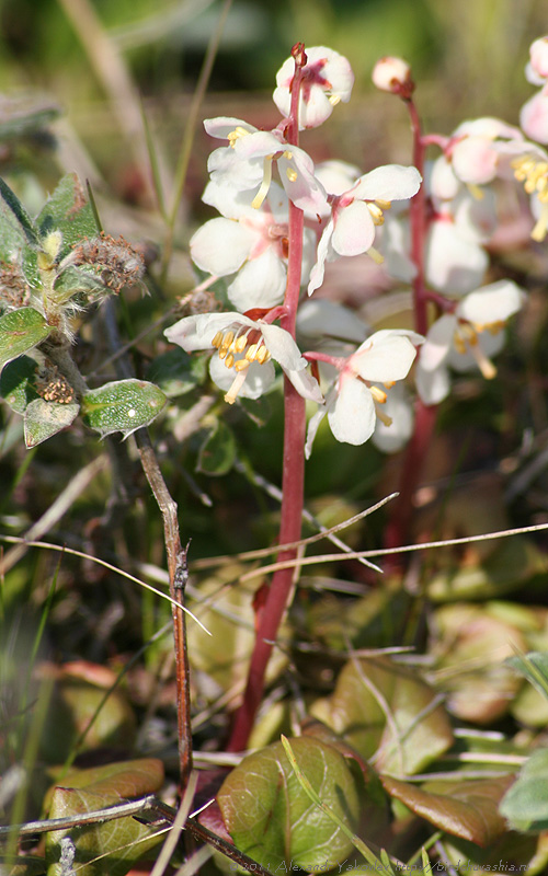 Image of Pyrola grandiflora specimen.