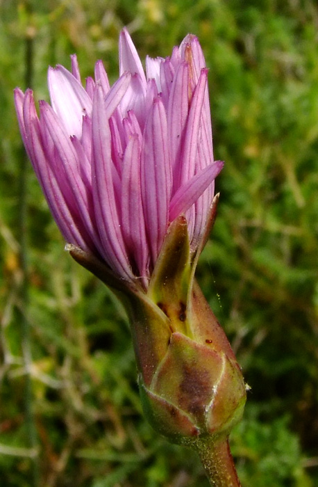 Image of Scorzonera papposa specimen.