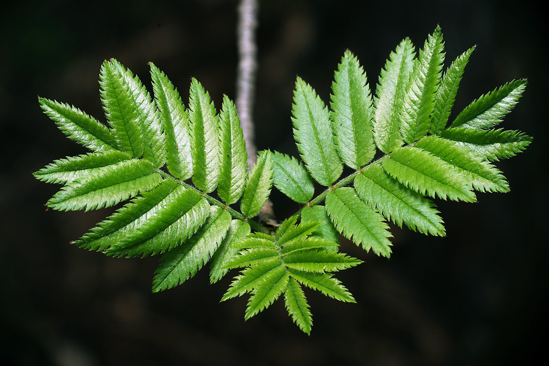 Image of Sorbus aucuparia specimen.