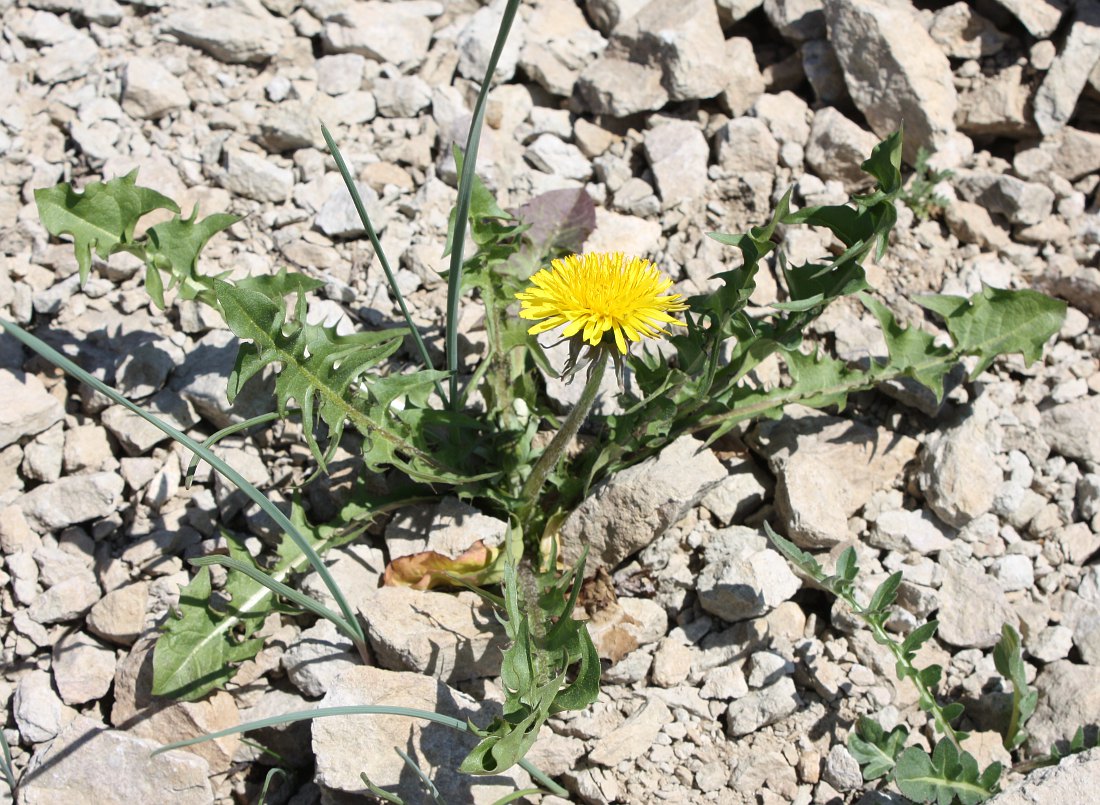 Image of genus Taraxacum specimen.