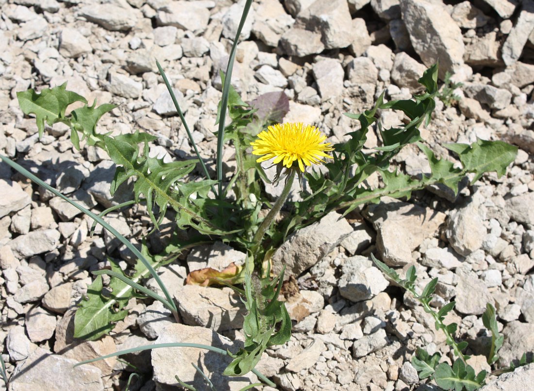 Image of genus Taraxacum specimen.