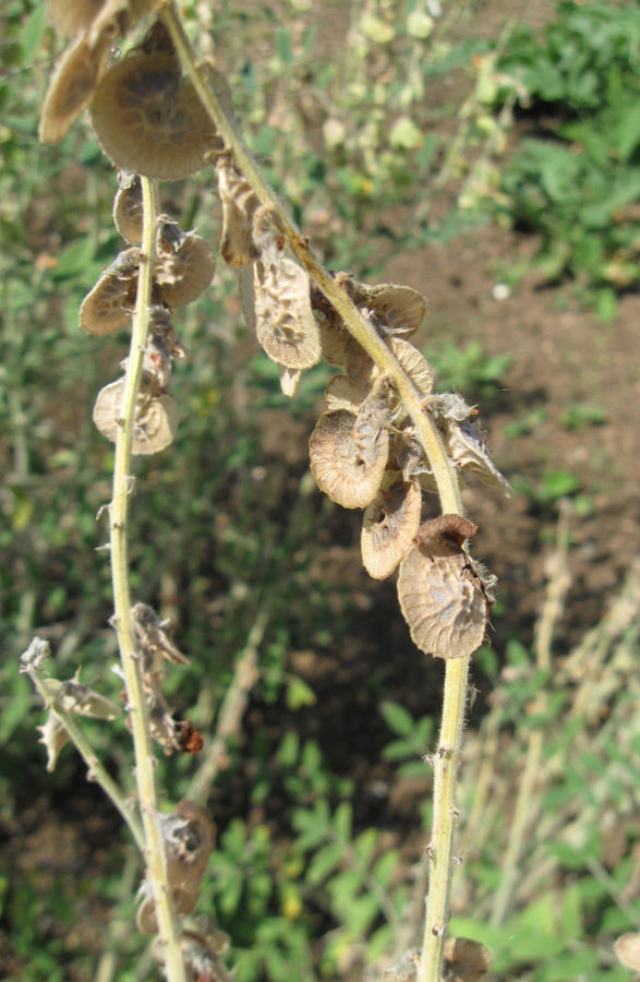 Изображение особи Onobrychis pallasii.