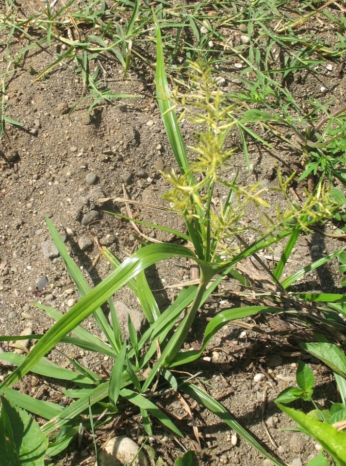 Image of Cyperus esculentus specimen.