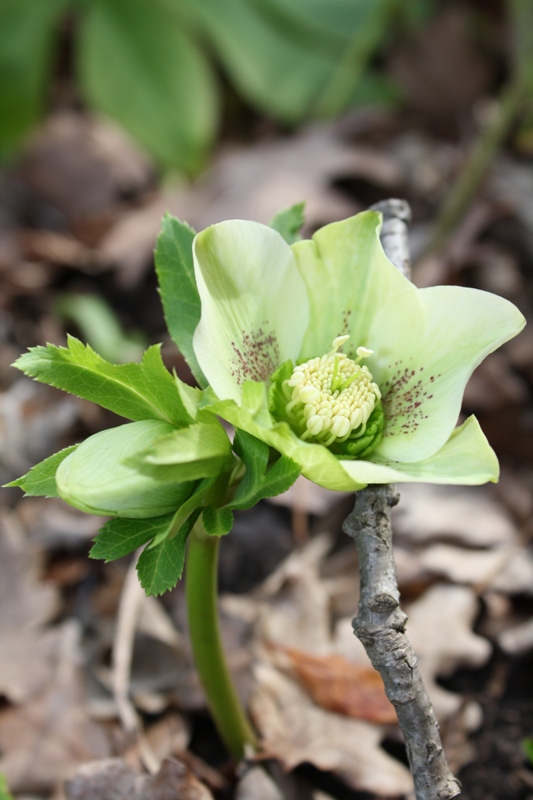 Image of Helleborus caucasicus specimen.