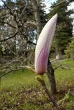 Magnolia liliiflora. Нераскрывшийся цветок. Сочи, дендрарий. 16.03.2009.