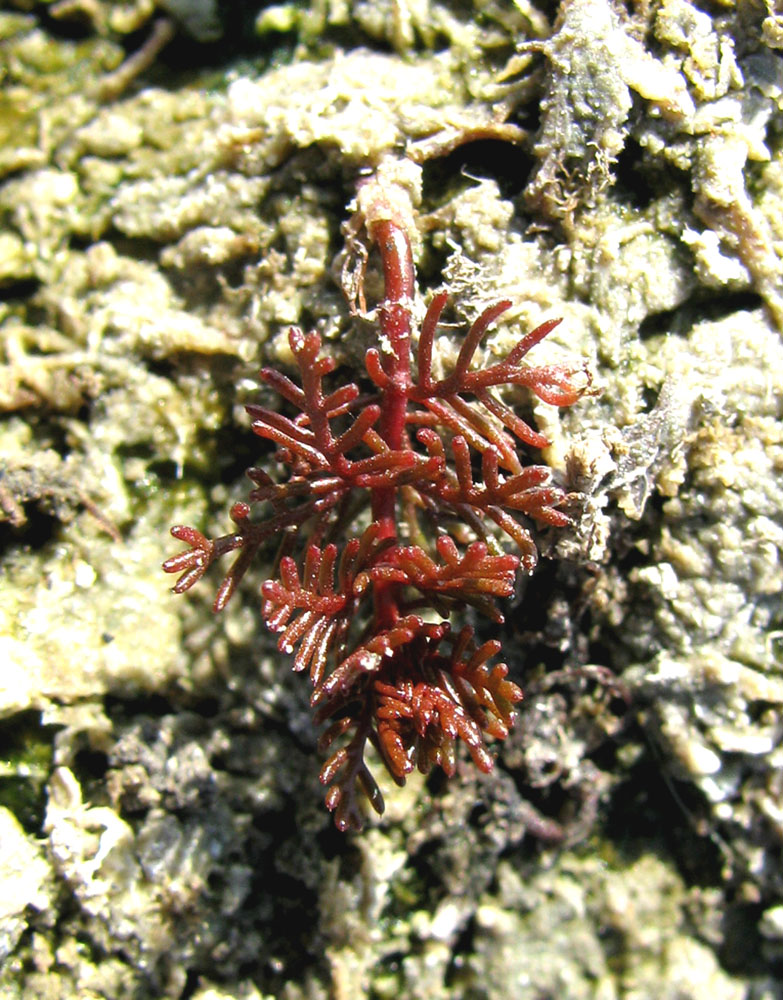 Изображение особи Myriophyllum sibiricum.