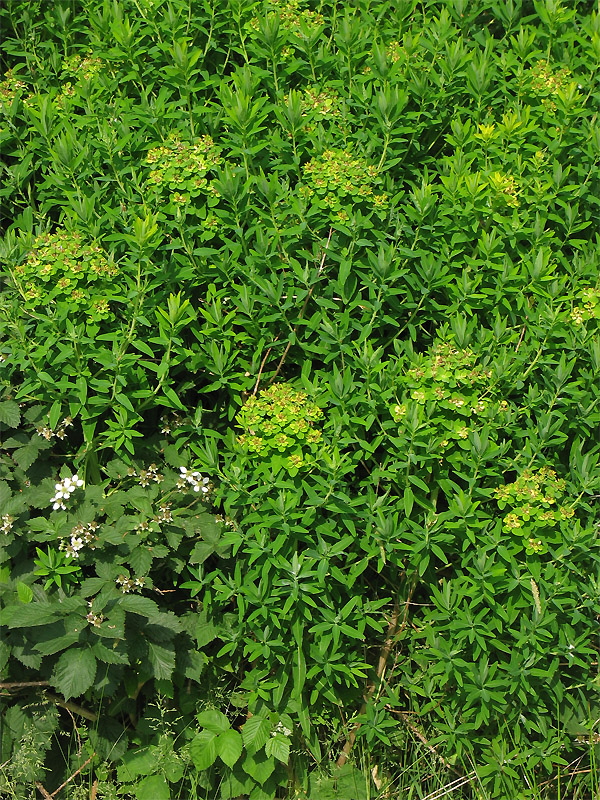 Изображение особи Euphorbia palustris.