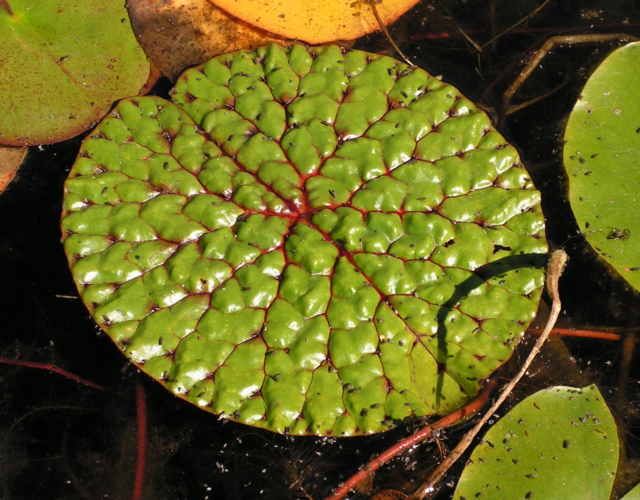 Изображение особи Euryale ferox.