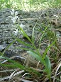 Cephalanthera longifolia