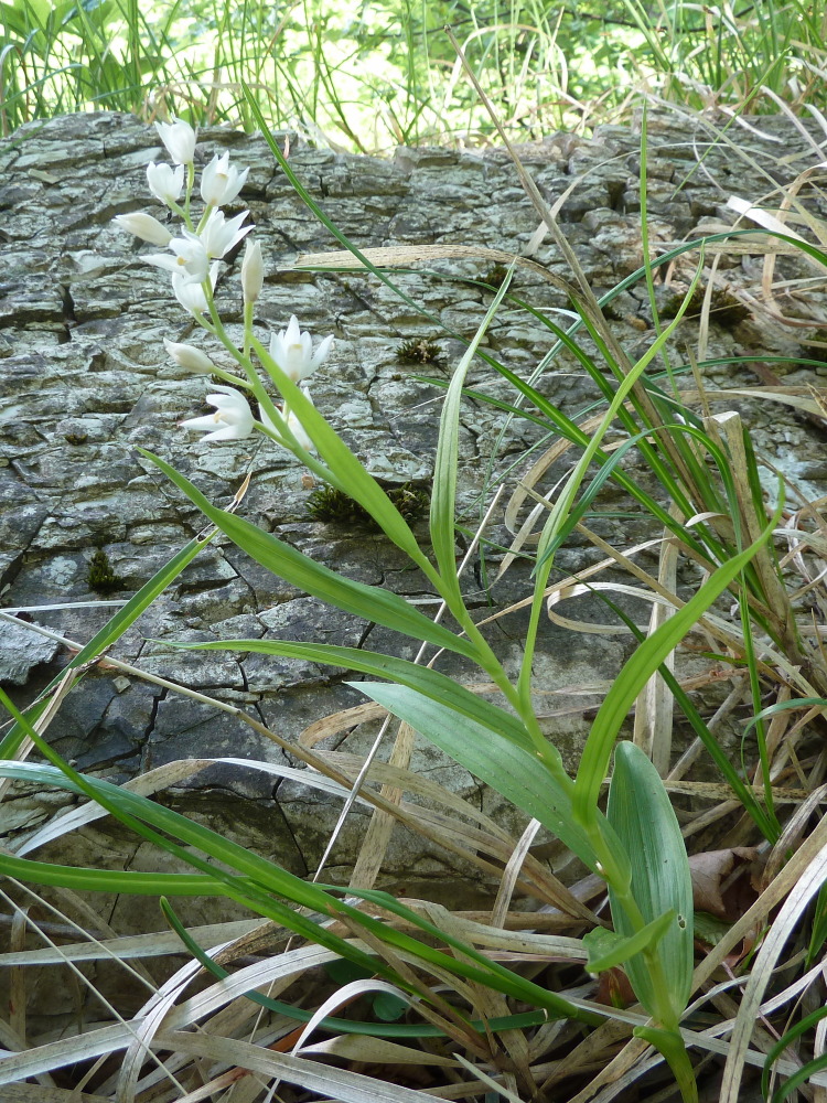 Изображение особи Cephalanthera longifolia.