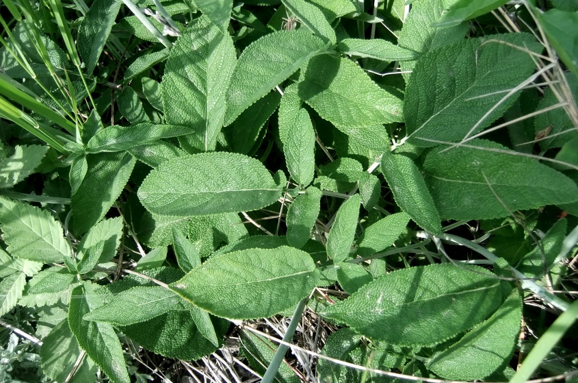 Image of Salvia ringens specimen.