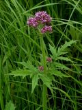 View full-size image Valeriana amurensis