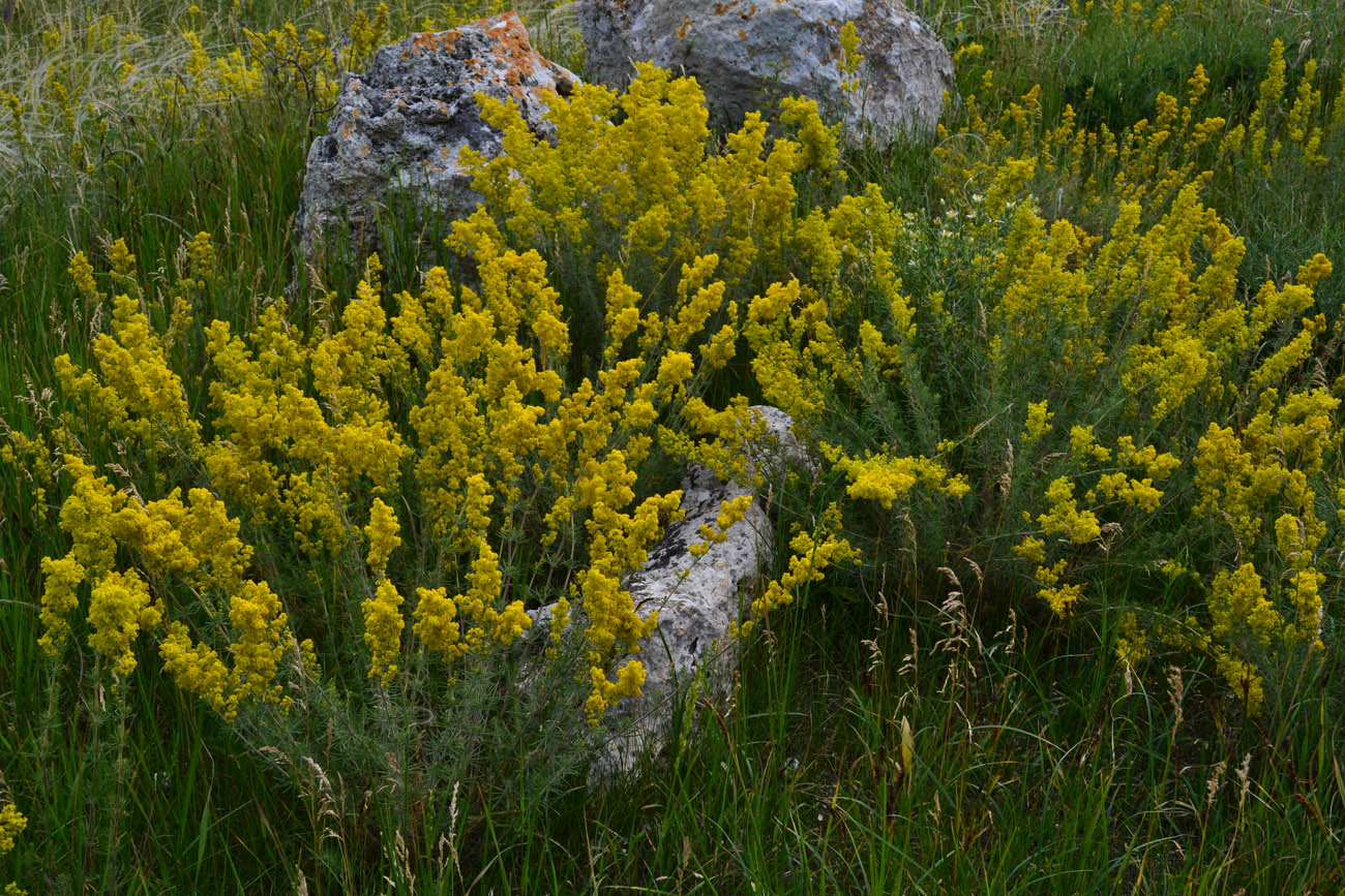 Изображение особи Galium verum.