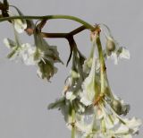 Fallopia aubertii