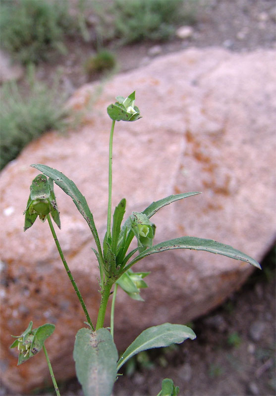 Image of Viola occulta specimen.