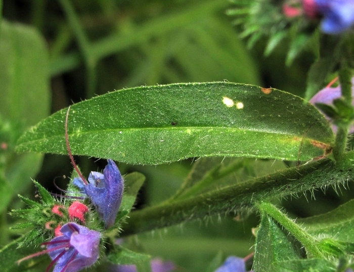 Изображение особи Echium vulgare.