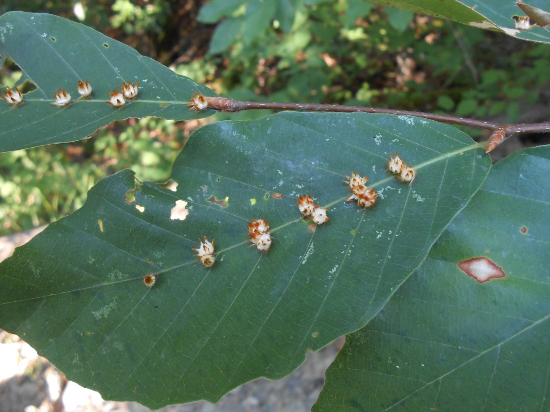 Image of Fagus orientalis specimen.