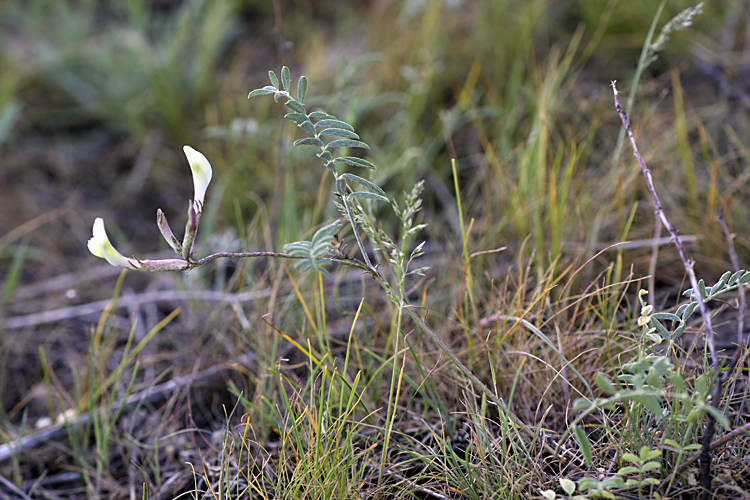 Изображение особи Astragalus macrotropis.