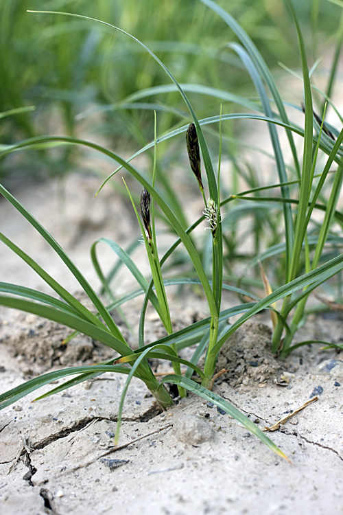 Image of genus Carex specimen.