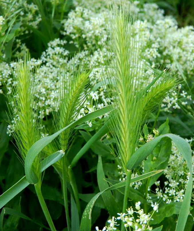 Image of Hordeum leporinum specimen.