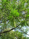 Pterocarya fraxinifolia