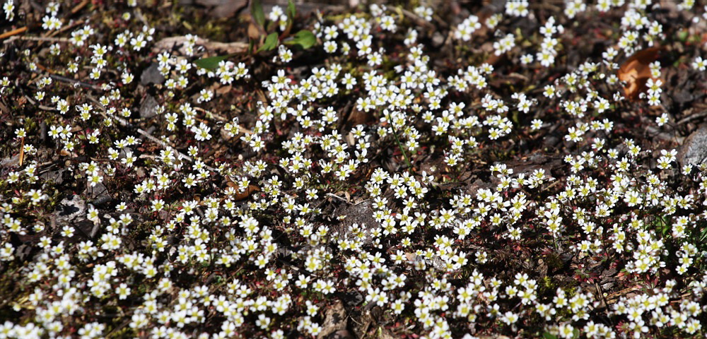 Изображение особи Erophila verna.