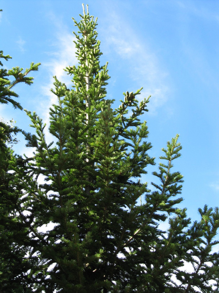 Image of Abies sibirica specimen.