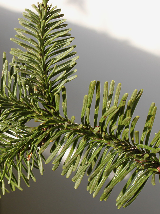 Image of Abies procera f. glauca specimen.