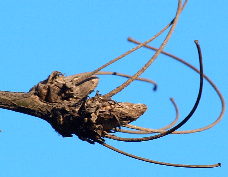 Image of Caragana arborescens specimen.