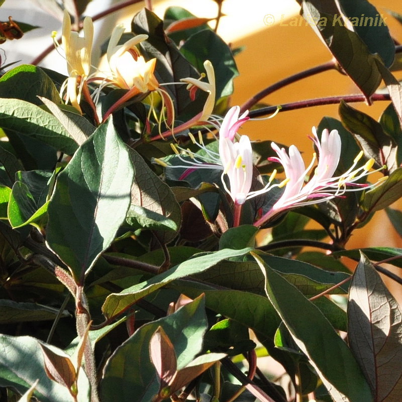 Image of genus Lonicera specimen.