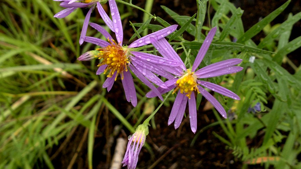 Image of Galatella dahurica specimen.