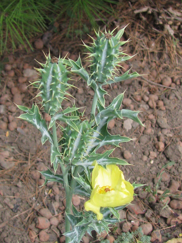 Image of Argemone mexicana specimen.