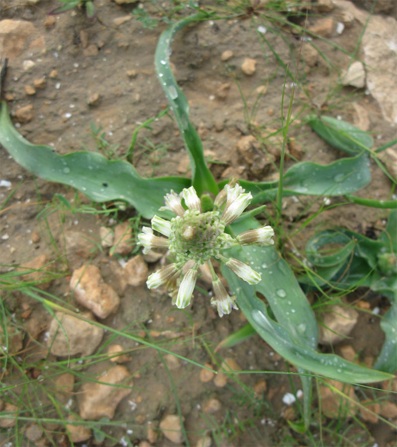 Image of genus Bellevalia specimen.