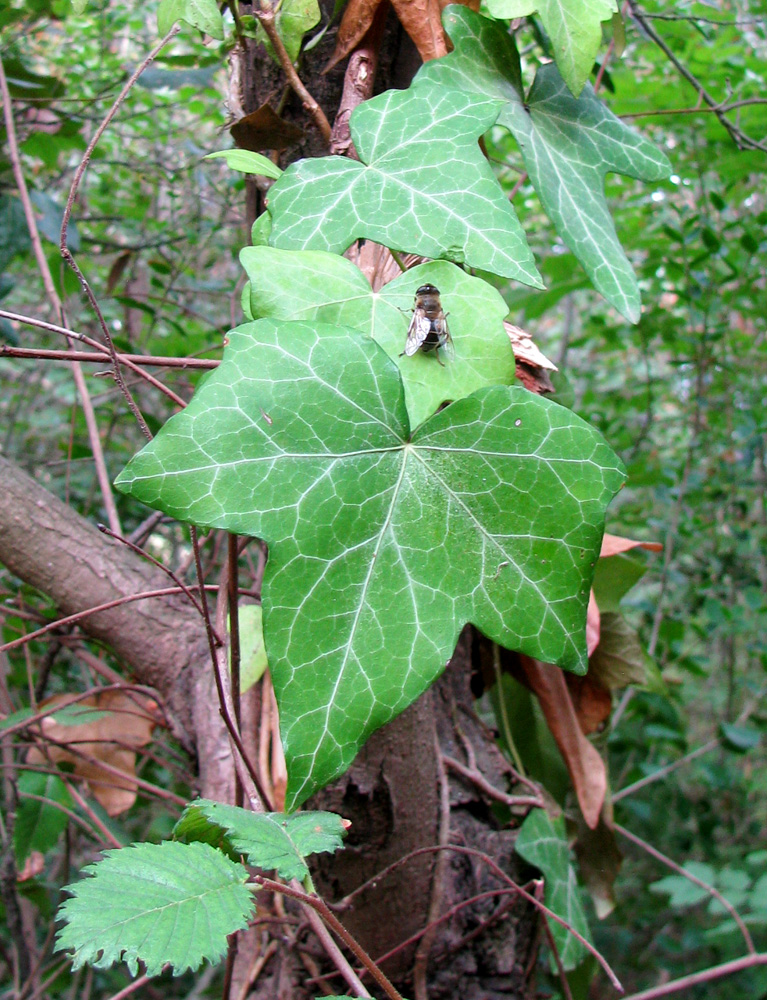 Image of Hedera helix specimen.